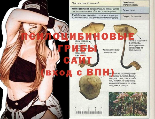 PSILOCYBIN Гусиноозёрск